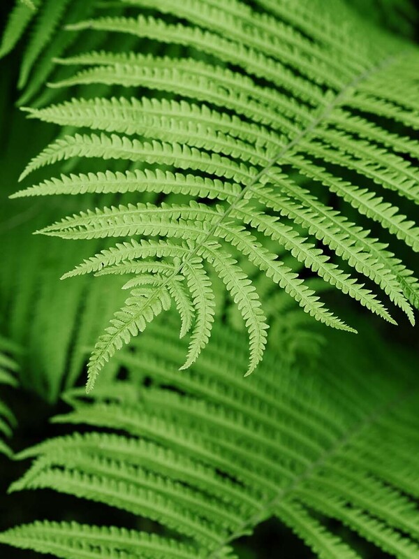 Nature-positive thinking: An introduction