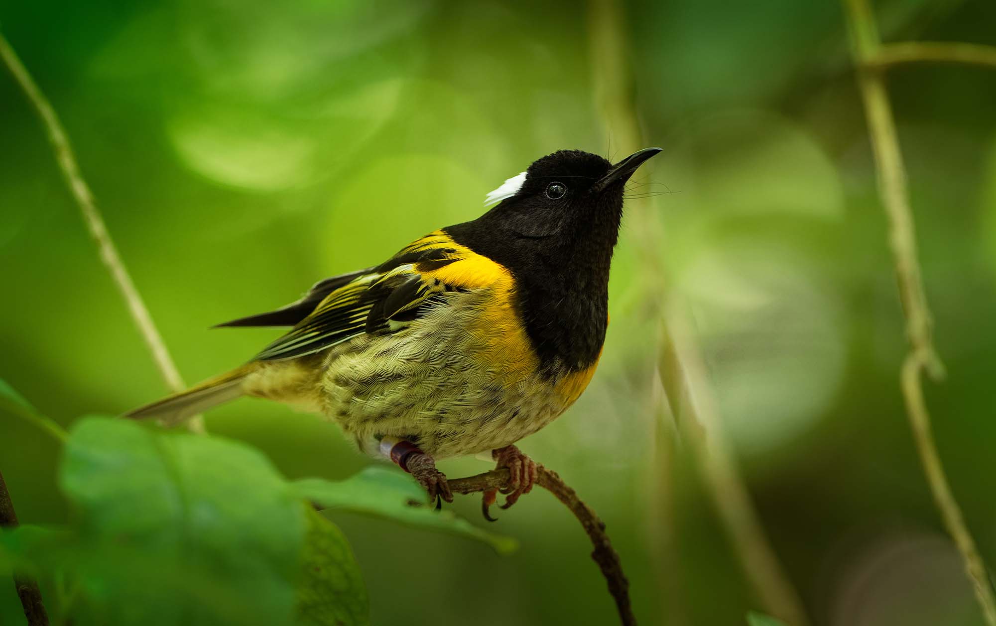 Supporting a world-class sanctuary at Tiritiri Matangi