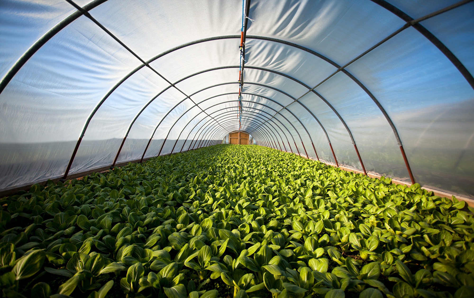 Agriculture, fishing and food