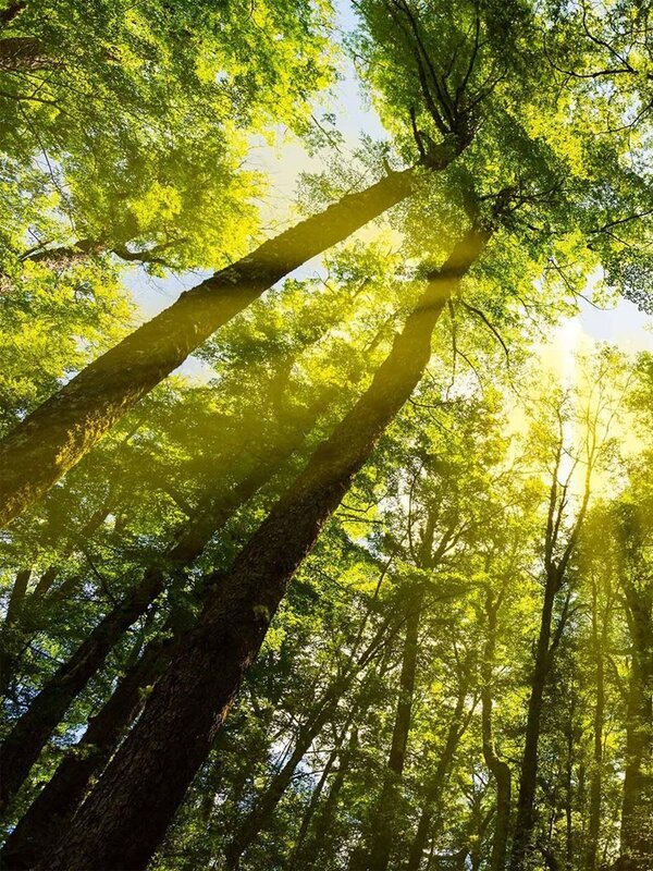 Emission Reduction Plan 2026-2030: Consultation opens for the second budget period
