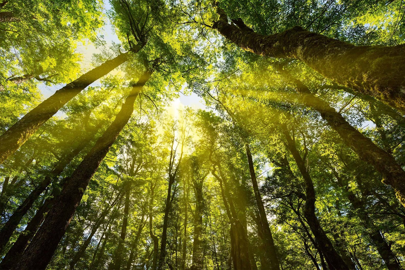 Emission Reduction Plan 2026-2030: Consultation opens for the second budget period