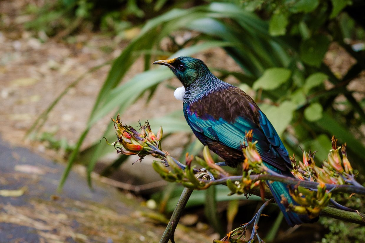 Protecting Aotearoa New Zealand’s biodiversity