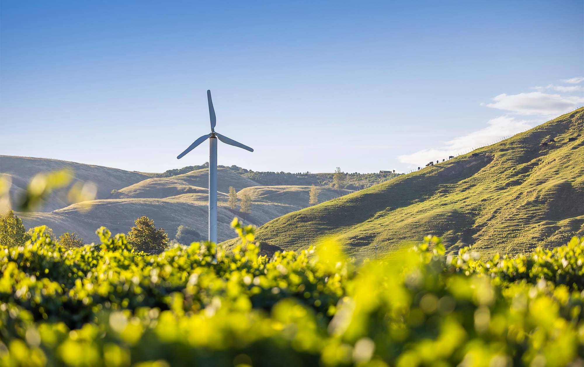Doing Business in New Zealand Guide 2025