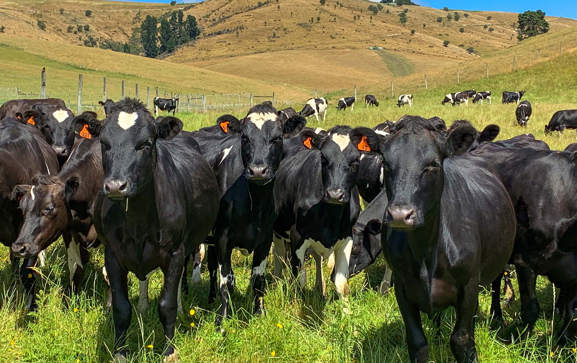 The importance of the “why” in sustainability