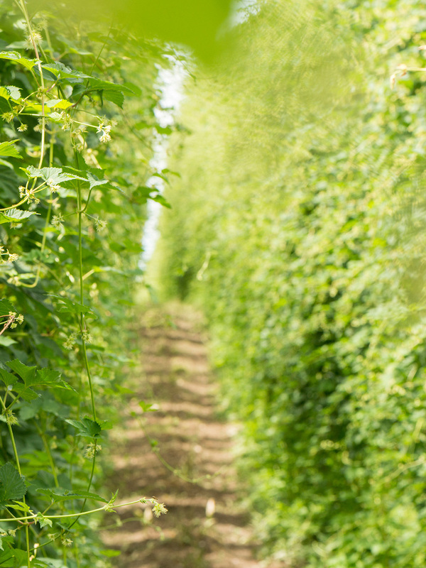 Regulatory review announced for agricultural and horticultural product approvals